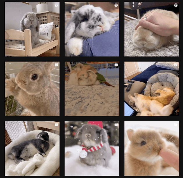 Rabbits on Instagram